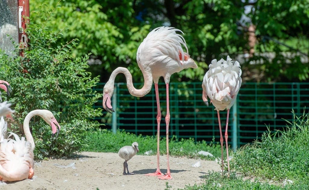 В зоопарке Ростова родились 4 розовых фламинго