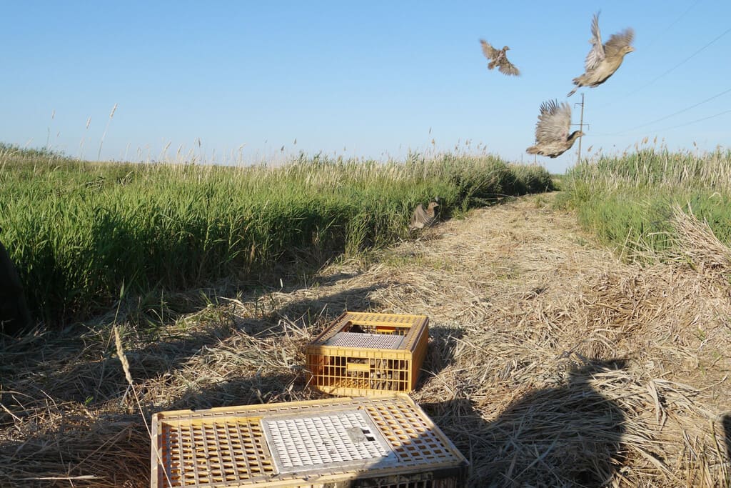 В Быстрянский лиман Багаевского района выпустили полторы сотни фазанов