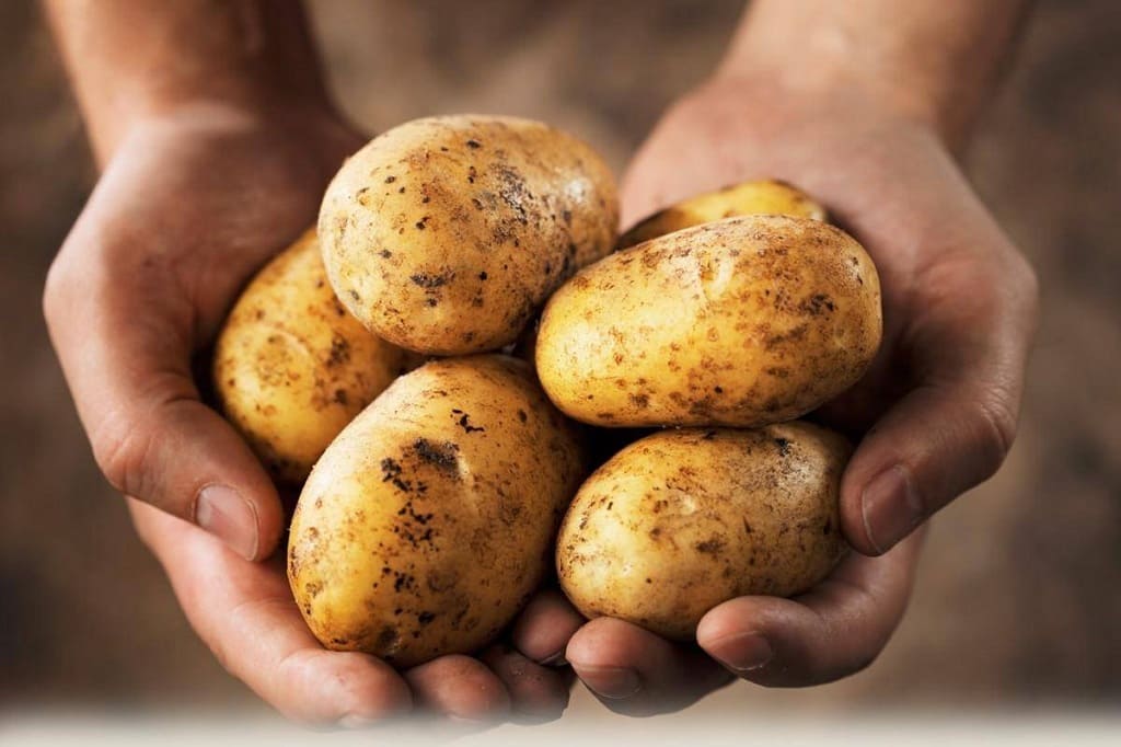 В Ростовской области может взлететь цена на картошку