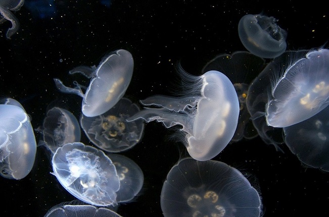 Сезон охоты на медуз