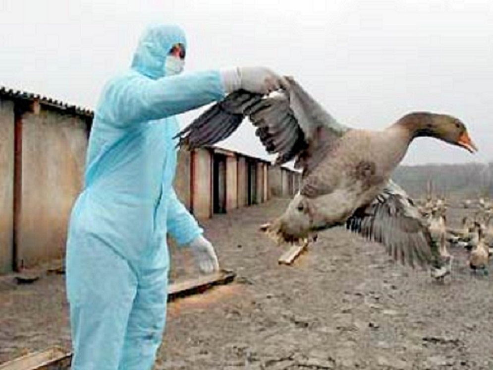 Птичий грипп главная.jpg Птичий грипп главная.jpg