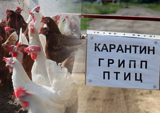 Число донских районов, которым угрожает вспышка птичьего гриппа, приближается к десяти