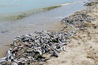 В Таганрогском заливе Азовского моря из-за жары начала массово гибнуть рыба