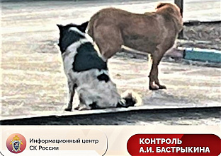В городе Шахты стая агрессивных собак напала на девушку