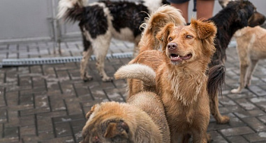 Донские депутаты попросили министра природных ресурсов России заняться приютами для животных