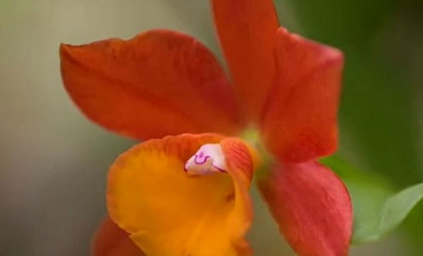Дончане могут выбрать имя для орхидеи