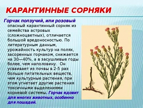 На Дону установили новую фитосанитарную карантинную зону