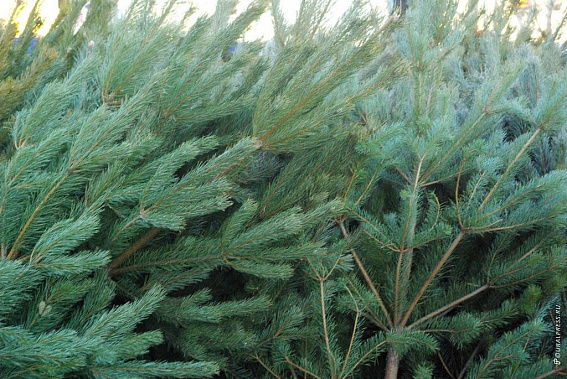 За незаконную торговлю елками в Ростовской области выписали более 90 протоколов