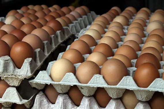 Ростовская область отправляет на Донбасс качественные яйца