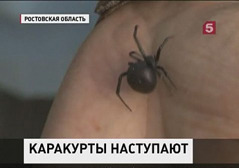 пауки ростовской области фото и описание | Дзен