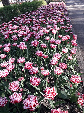 В Ростове в парке Революции зацвели тысячи тюльпанов