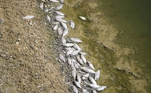 Рыба в реке Мечетка погибла из-за недостатка воздуха