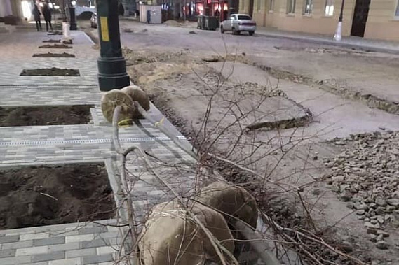 В минЖКХ области объяснили древонасаждение в морозы в Таганроге