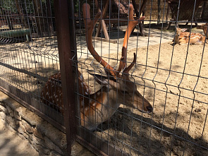 Парк «Лога» — как создавалась сказка на севере Ростовской области? Интервью с создателем парка Сергеем Кушнаренко