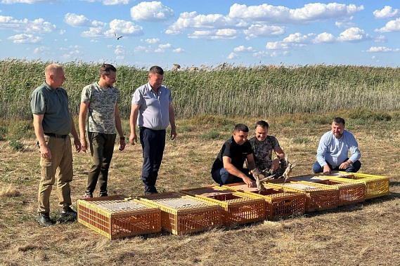 Молодняк  донских фазанов  выпустили в естественную среду обитания