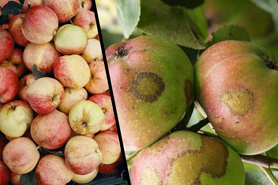 Урожаю фруктов в Ростовской области угрожает парша